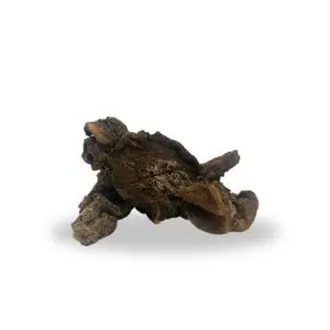 hongos secos